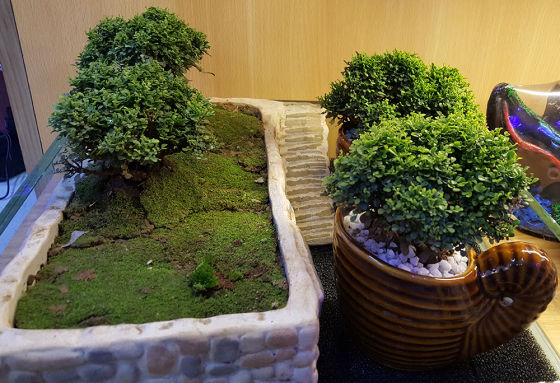 Indoor Plants and Vertical Garden