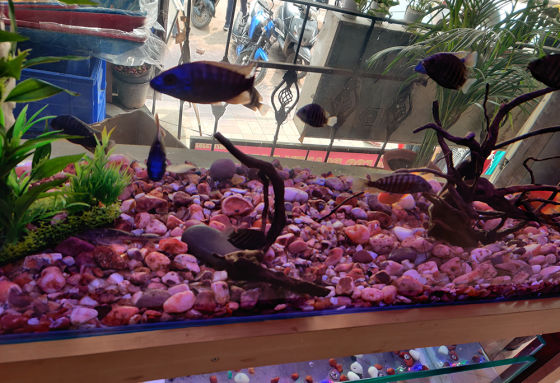 AMC for Aquarium and Vertical Garden